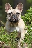 BOULEDOGUE FRANCAIS 434